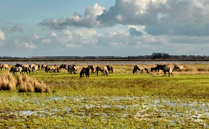 Espace naturel du camping de Lauwersoog aux Pays-Bas